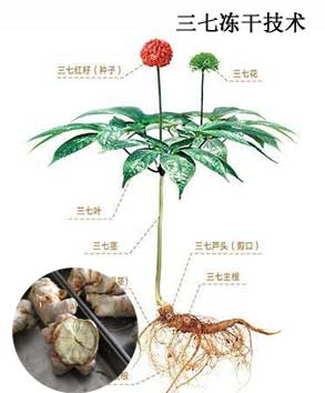凍干機設備在三七中藥材加工的應用
