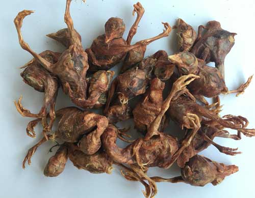 凍干鵪鶉