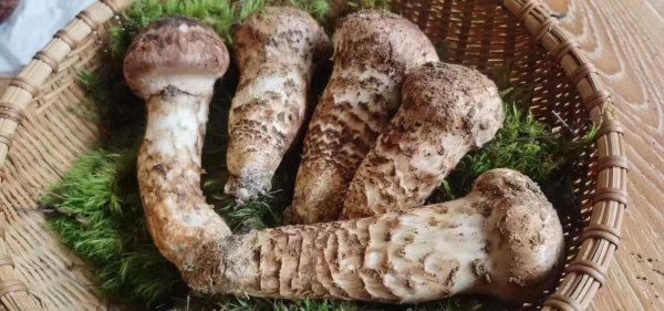 17456598047465.png 17456598047465.png