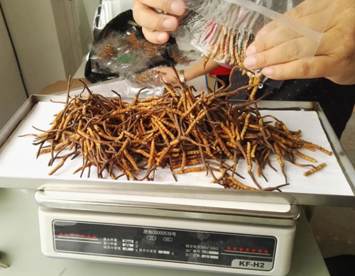 蟲(chóng)草冷凍干燥機(jī)